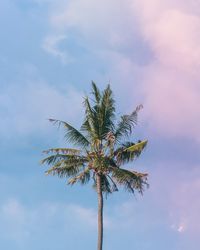 Low angle view of palm tree against sky