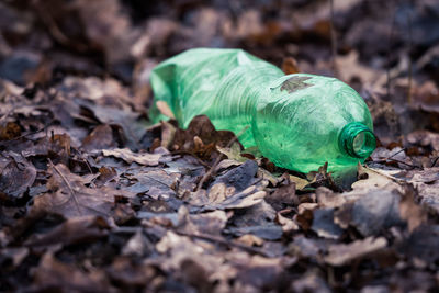 Close-up of green leaf