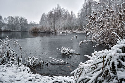 Frozen lake by trees against sky during winter