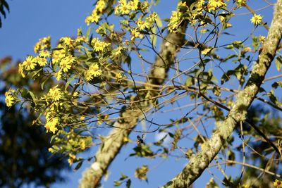 Low angle view of flower tree against sky