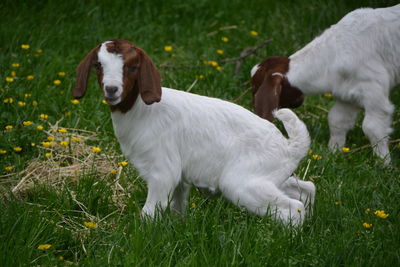 Close-up of kid goats on grassy field