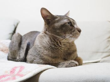 Close-up of domestic cat sitting on sofa