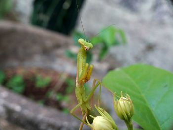 Close-up of insect on plant