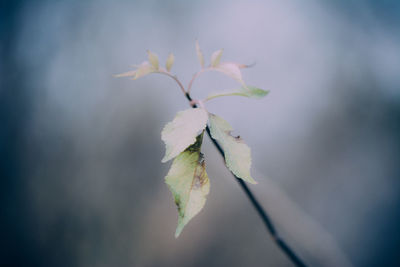 Close-up of plant