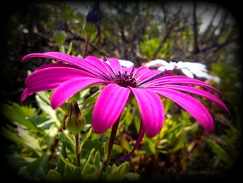 Close-up of purple flower