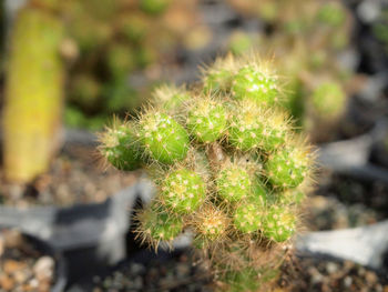 Close-up of cactus plant growing on field