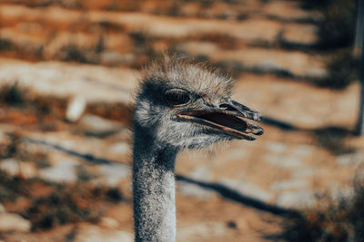 Close-up of bird