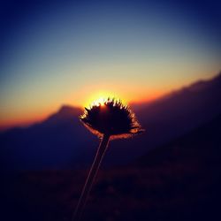 Close-up of silhouette dandelion against sky during sunset