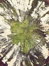 Full frame shot of tree trunk