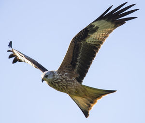 Low angle view of eagle against clear blue sky