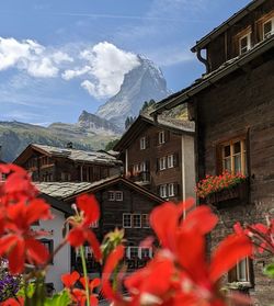 Scenic view of the matterhorn behind alpine-style buildings with flowers in the foreground. 