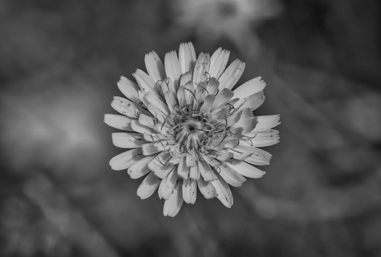 CLOSE-UP OF FLOWER