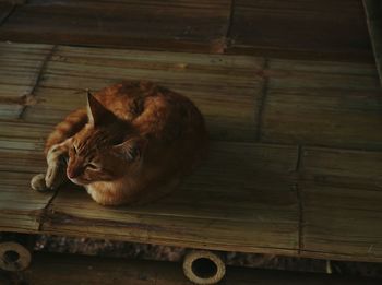 Cat on wood