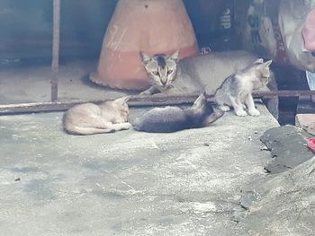 Cat relaxing on floor