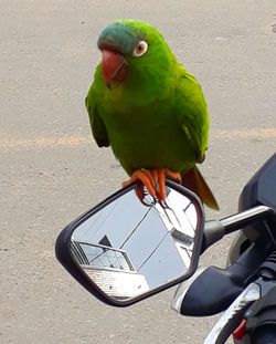 Close-up of parrot perching on hand