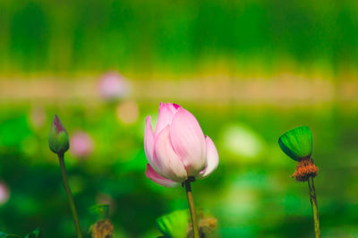 Close-up of pink tulip blooming outdoors