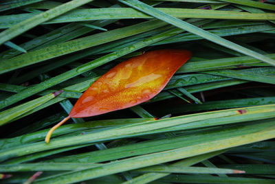 Close up of leaf