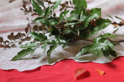 Close-up of leaves on table