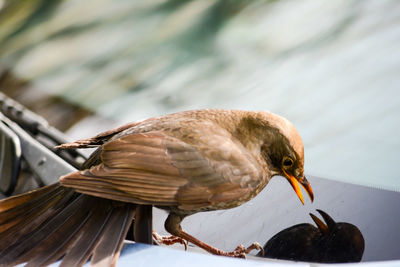 Close-up of bird perching outdoors