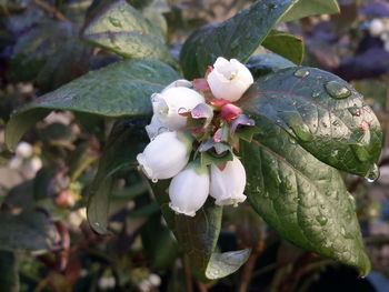 Close-up of white flowers