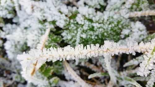 Close-up of white flowers