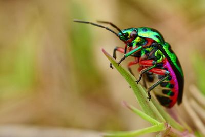 Close-up of insect