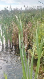 Close-up of plants growing on land