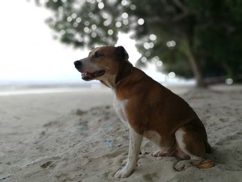 Dog looking away on beach