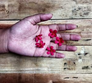 Close-up of hand holding pink flower on table