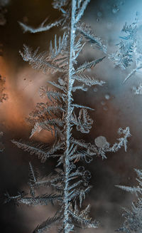 Close-up of frozen glass window