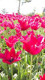 Close-up of red flowers