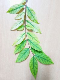 High angle view of leaves on table