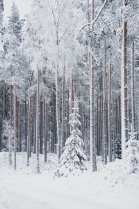 Snow covered land and trees in forest