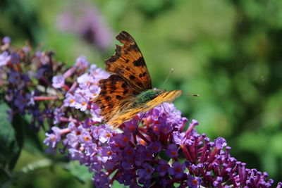 Close-up of butterfly on purple flower