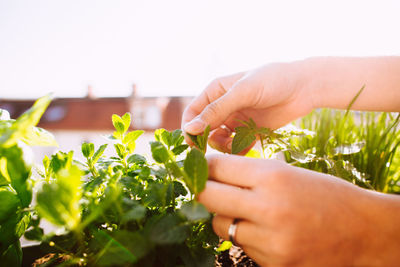 Cropped hands of woman plucking leaves from plant