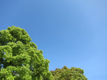 Low angle view of trees against clear blue sky