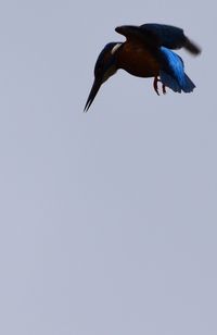 Low angle view of bird flying against clear sky