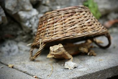 Close-up of lizard on rock