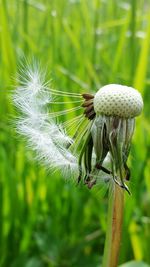 Close-up of plant against blurred background