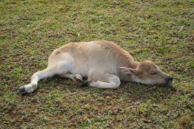 
the water buffalo also called the asiatic buffalo, domestic water buffalo or asian water buffalo.