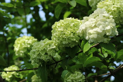 Close-up of hydrangea blooming outdoors