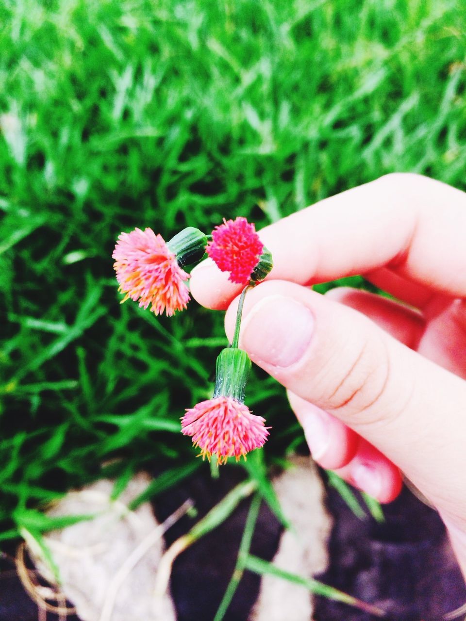 flower, person, freshness, fragility, close-up, part of, pink color, petal, growth, red, focus on foreground, holding, beauty in nature, plant, nature, flower head, cropped