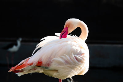 Close-up of swan