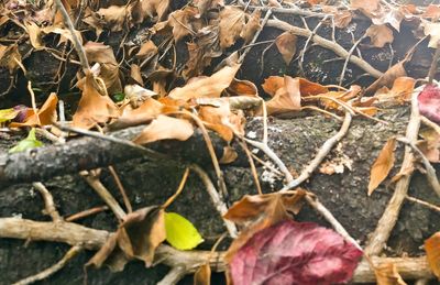 Close-up of dry autumn leaves