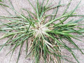 High angle view of bamboo plant on field