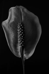 Close-up of white rose against black background