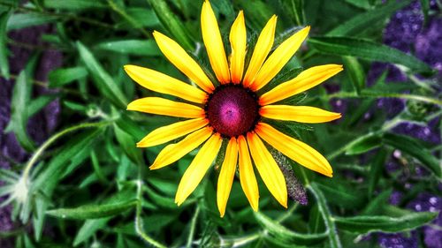 Close-up of yellow flower