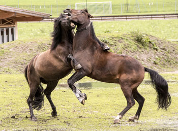 Horse running in ranch