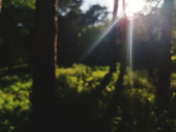 Sunlight streaming through trees in forest