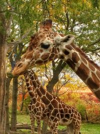 View of giraffe in forest